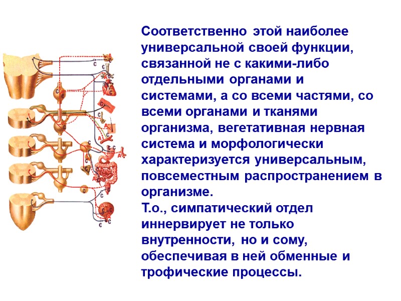 Соответственно этой наиболее универсальной своей функции, связанной не с какими-либо отдельными органами и системами, Соответственно этой наиболее универсальной своей функции, связанной не с какими-либо отдельными органами и системами,
